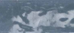 Tonalite Senren Fiordaliso